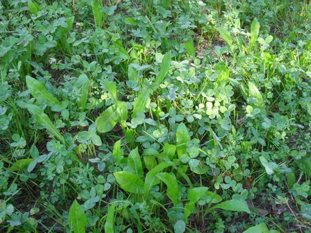 Prairie Land Management Habitat Outlet: Wildflower & Food Plot Seeds ...